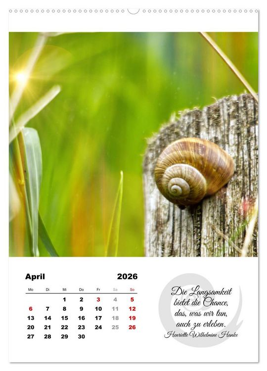 Produktbild: Schnecklein (Wandkalender 2026 DIN A2 hoch), CALVENDO Monatskalender