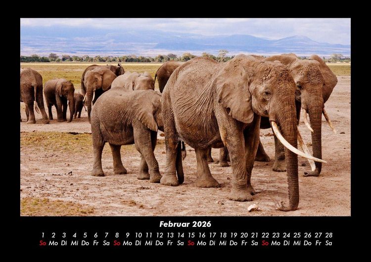 Produktbild: Elefanten 2026 Fotokalender DIN A3