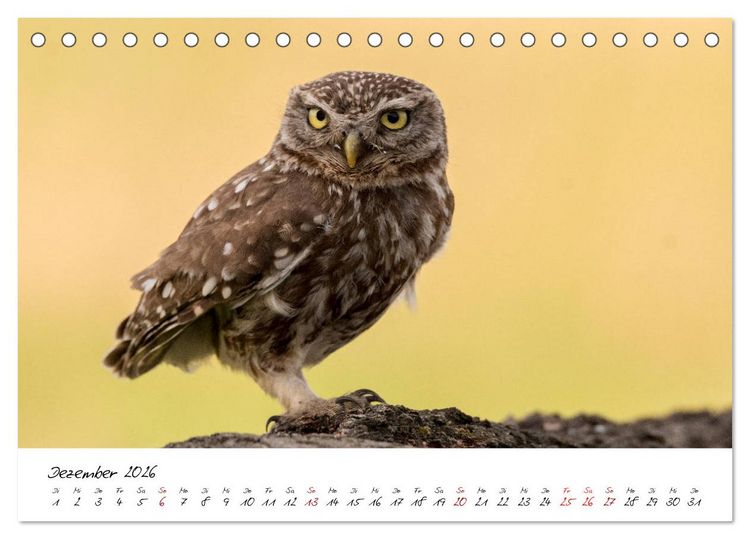 Produktbild: Heimische Vogelwelt (Tischkalender 2026 DIN A5 quer), CALVENDO Monatskalender