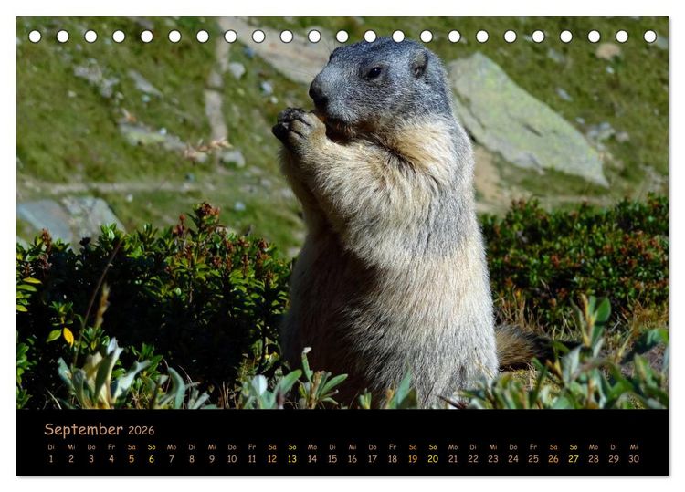 Produktbild: Wildlife - Verspielte Murmeltiere (Tischkalender 2026 DIN A5 quer), CALVENDO Monatskalender