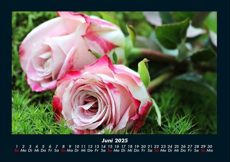 Produktbild: Rosen-Kalender 2025 Fotokalender DIN A4