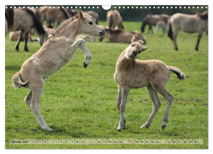 Produktbild: Pferdekinder - Fohlen haben ihren ganz eigenen Charme (Wandkalender 2026 DIN A3 quer), CALVENDO Monatskalender