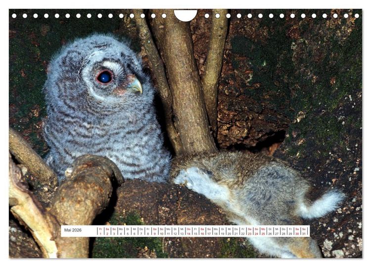 Produktbild: Das Leben der Eulen, die Damen der Nacht (Wandkalender 2026 DIN A4 quer), CALVENDO Monatskalender