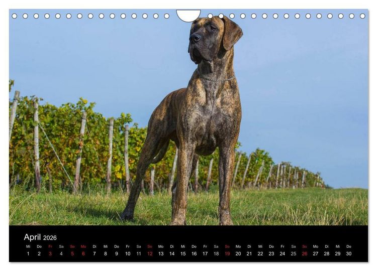 Produktbild: Deutsche Dogge 2026 (Wandkalender 2026 DIN A4 quer), CALVENDO Monatskalender