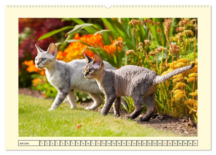 Produktbild: Devon Rex Katzen. Der aufgeweckte Kobold im Garten (hochwertiger Premium Wandkalender 2026 DIN A2 quer), Kunstdruck in Hochglanz