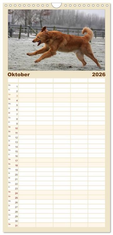 Produktbild: Familienplaner 2026 - Hovawart - nat&uuml;rlich blond mit 5 Spalten (Wandkalender, 21 x 45 cm) CALVENDO