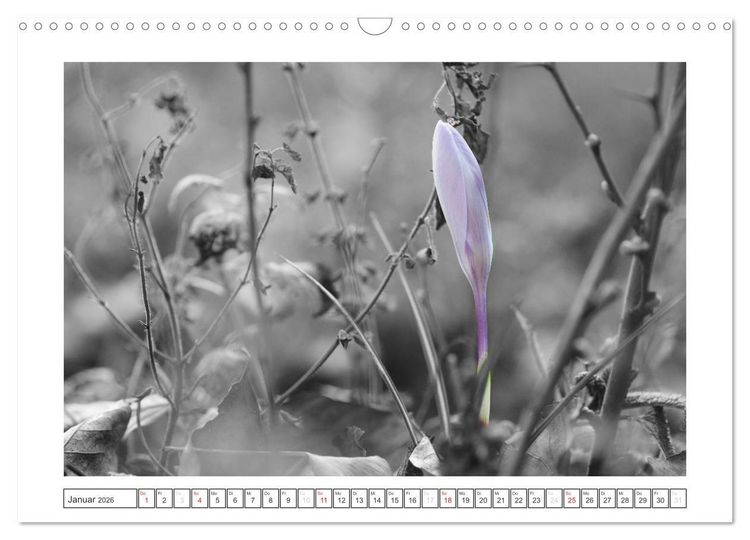 Produktbild: Natur schwarz - wei&szlig; Malerei (Wandkalender 2026 DIN A3 quer), CALVENDO Monatskalender