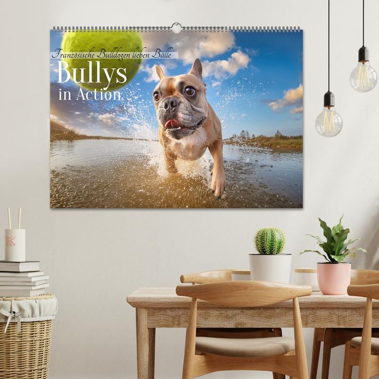 Produktbild: Bullys in Action - Franz&ouml;sische Bulldoggen lieben B&auml;lle (Wandkalender 2026 DIN A2 quer), CALVENDO Monatskalender