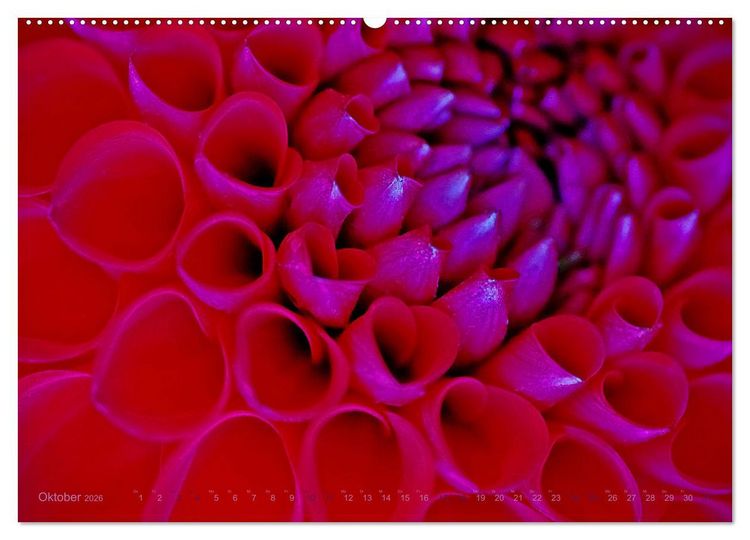Produktbild: DEEP INSIDE - Bl&uuml;tenmakros (hochwertiger Premium Wandkalender 2026 DIN A2 quer), Kunstdruck in Hochglanz