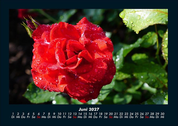 Produktbild: Rosen-Kalender 2027 Fotokalender DIN A4