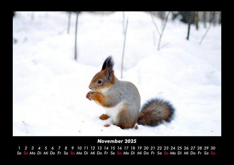 Produktbild: Waldbewohner 2025 Fotokalender DIN A3