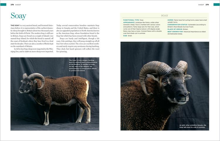 Produktbild: Storey's Illustrated Breed Guide to Sheep, Goats, Cattle and Pigs