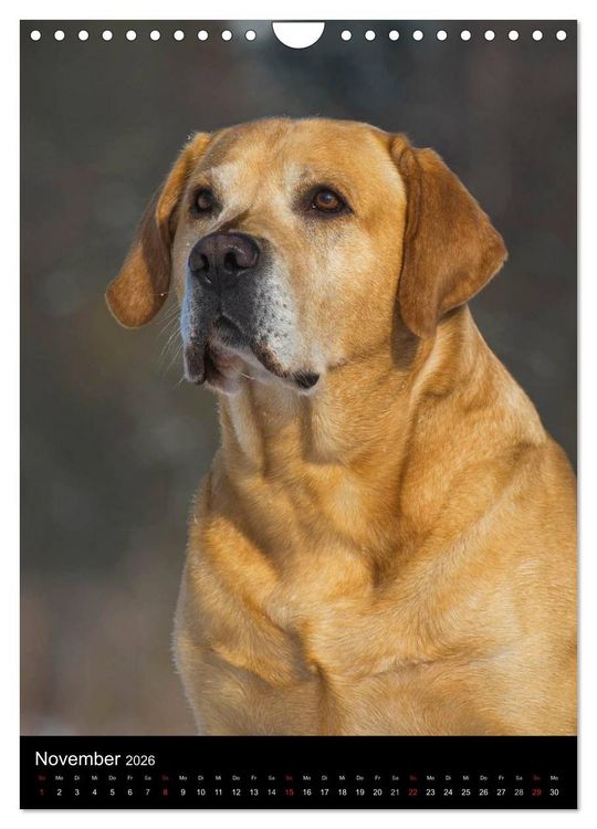 Produktbild: Faszination Labrador Retriever (Wandkalender 2026 DIN A4 hoch), CALVENDO Monatskalender