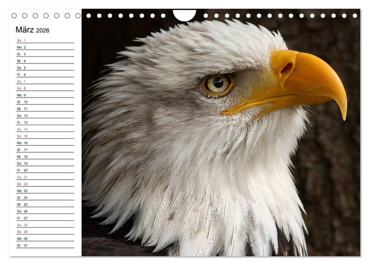Produktbild: Der Wei&szlig;kopfseeadler (Wandkalender 2026 DIN A4 quer), CALVENDO Monatskalender