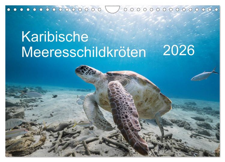 Produktbild: Karibische Meeresschildkr&ouml;ten (Wandkalender 2026 DIN A4 quer), CALVENDO Monatskalender