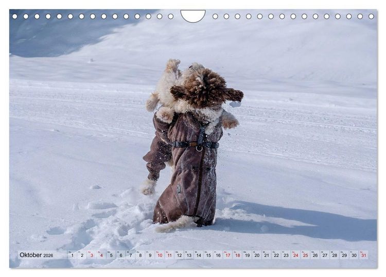 Produktbild: Lagotto Romagnolo Tanzende Tr&uuml;ffelnasen (Wandkalender 2026 DIN A4 quer), CALVENDO Monatskalender