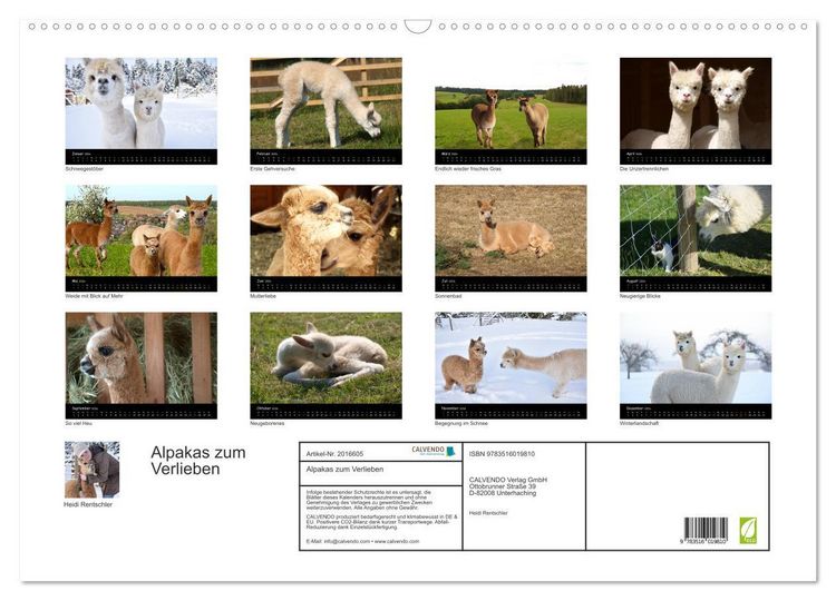 Produktbild: Alpakas zum Verlieben (Wandkalender 2026 DIN A2 quer), CALVENDO Monatskalender