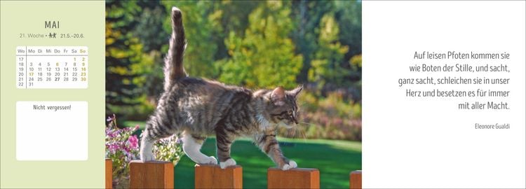 Produktbild: Katzen Premium-Tischplaner 2027 - Der literarische Wochenkalender mit Zitaten