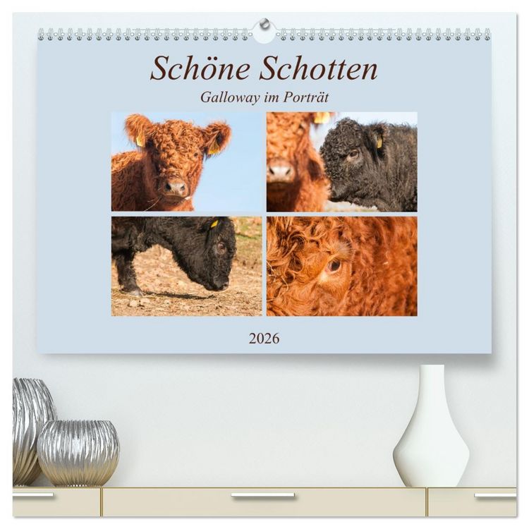 Produktbild: Sch&ouml;ne Schotten - Galloway im Portr&auml;t (hochwertiger Premium Wandkalender 2026 DIN A2 quer), Kunstdruck in Hochglanz