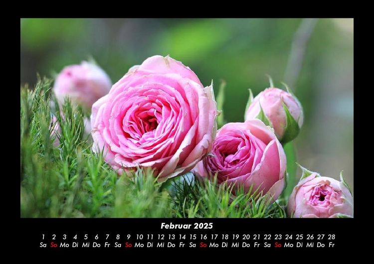 Produktbild: Rosentraum 2025 Fotokalender DIN A3