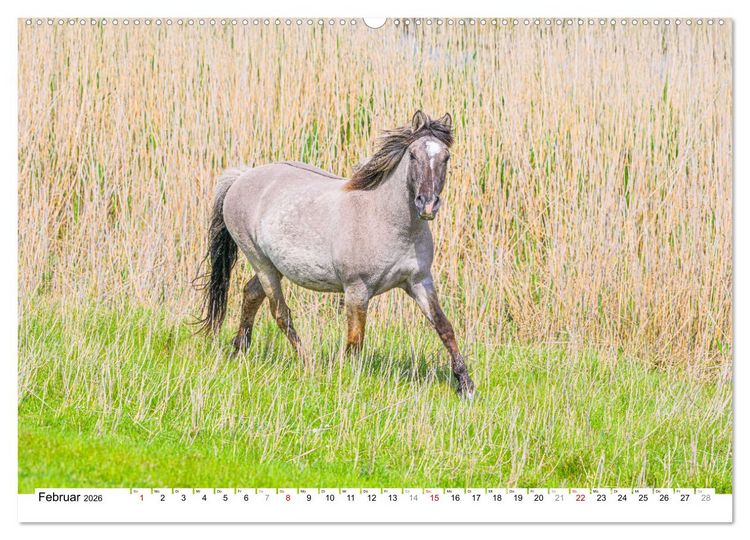 Produktbild: Ein Herz f&uuml;r Wildpferde (hochwertiger Premium Wandkalender 2026 DIN A2 quer), Kunstdruck in Hochglanz