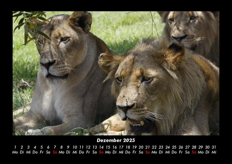 Produktbild: L&ouml;wen in der Wildnis 2025 Fotokalender DIN A3