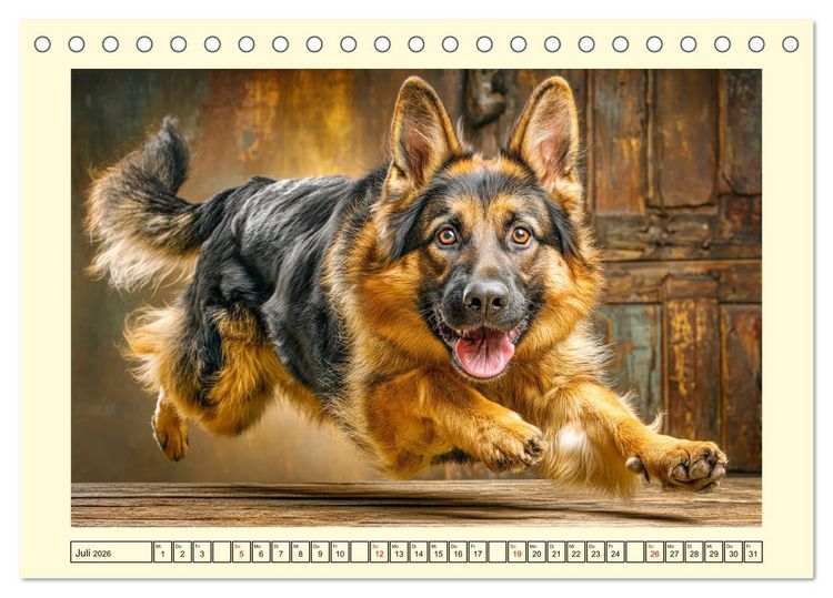 Produktbild: Deutscher Sch&auml;ferhund. Familienheld, Sportskanone und loyaler Diensthund (Tischkalender 2026 DIN A5 quer), CALVENDO Monatskalender