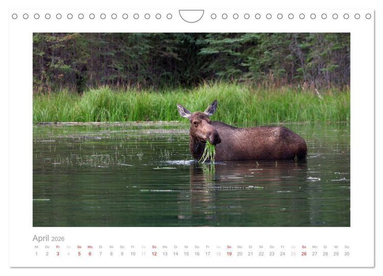Produktbild: Alaska 2026 (Wandkalender 2026 DIN A4 quer), CALVENDO Monatskalender