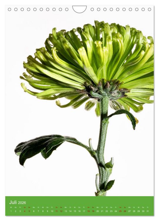 Produktbild: Nat&uuml;rlich Blumen. (Wandkalender 2026 DIN A4 hoch), CALVENDO Monatskalender