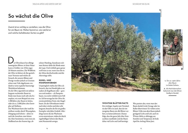 Produktbild: Olivenbaum ganz einfach