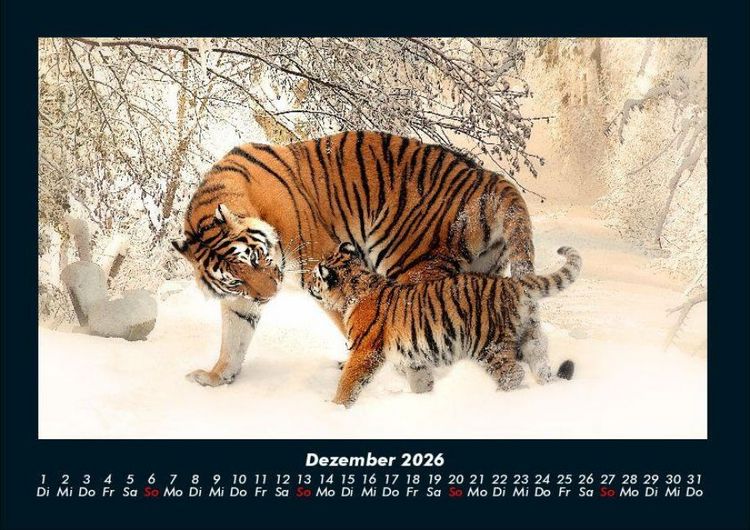 Produktbild: Tiger 2026 Fotokalender DIN A4