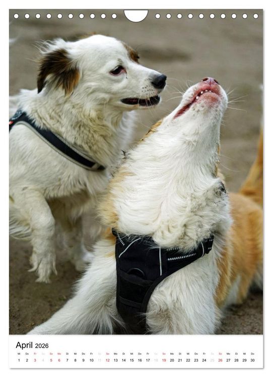 Produktbild: Hundefreunde (Wandkalender 2026 DIN A4 hoch), CALVENDO Monatskalender