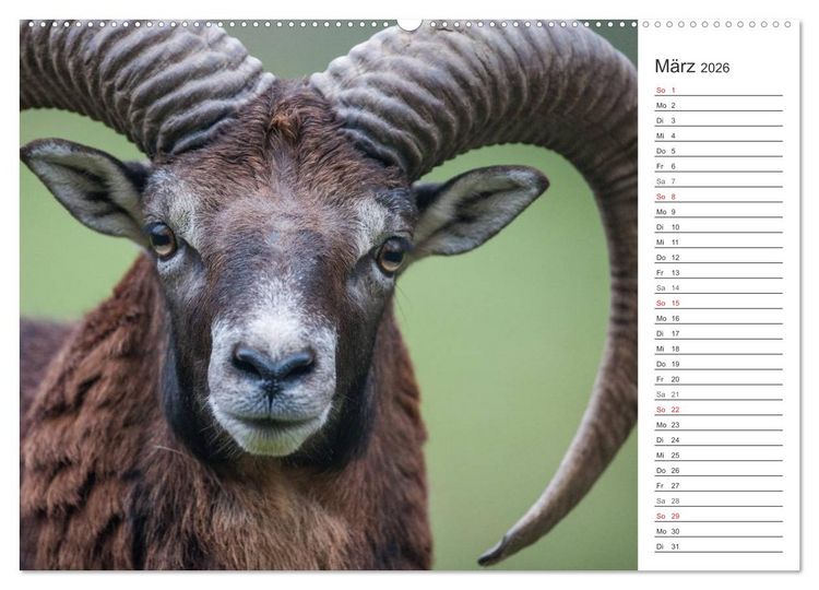 Produktbild: Emotionale Momente: Muffelwild. (hochwertiger Premium Wandkalender 2026 DIN A2 quer), Kunstdruck in Hochglanz