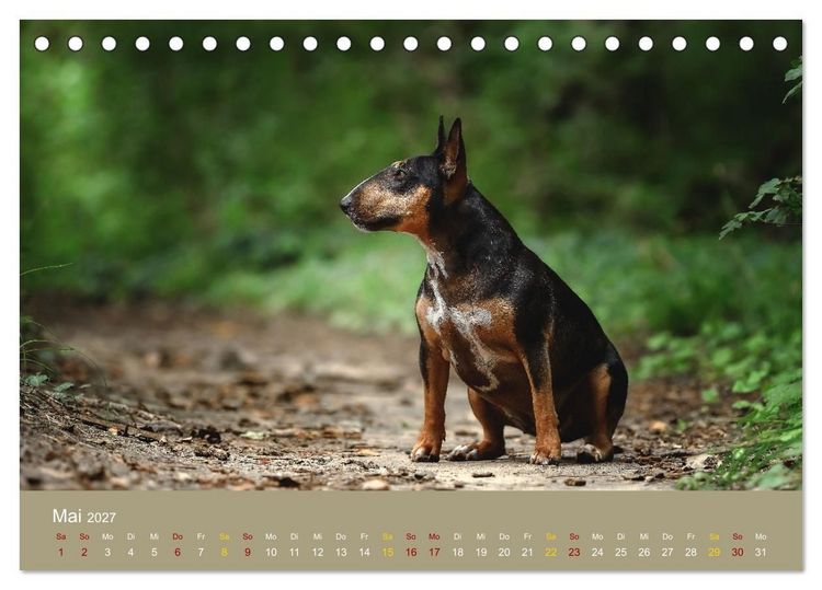Produktbild: Bullterrier, liebenswerte Sturk&ouml;pfe (Tischkalender 2027 DIN A5 quer), CALVENDO Monatskalender