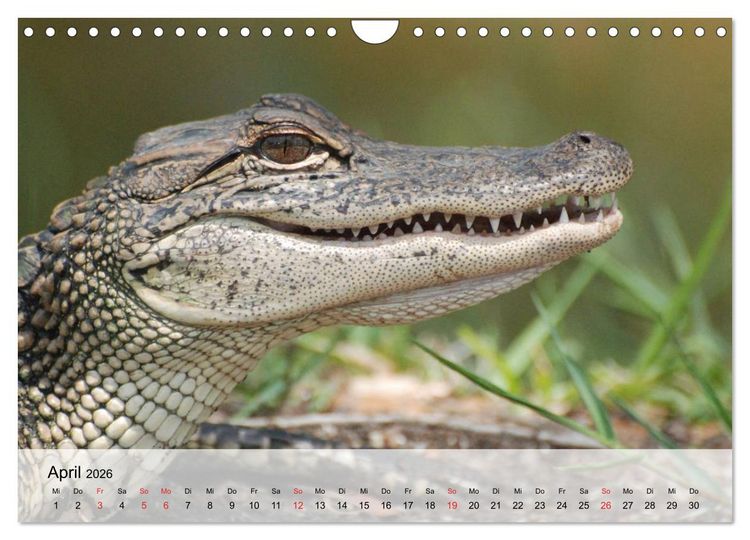 Produktbild: Gro&szlig;e Echsen. Krokodile und Alligatoren (Wandkalender 2026 DIN A4 quer), CALVENDO Monatskalender