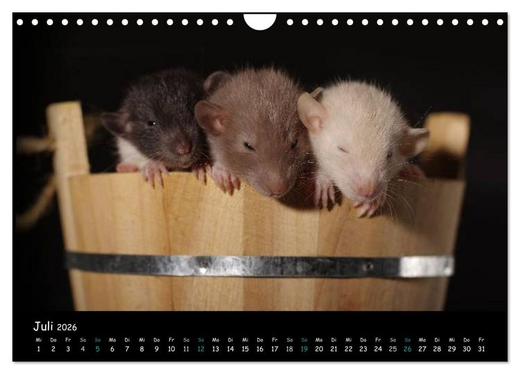 Produktbild: Fellnasen. Die bunte Welt der Farbratten. (Wandkalender 2026 DIN A4 quer), CALVENDO Monatskalender