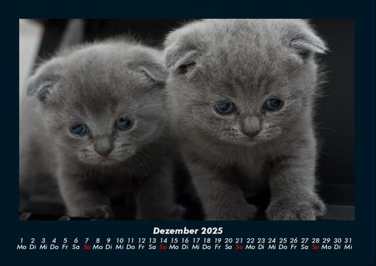 Produktbild: F&uuml;r Katzenfreunde 2025 Fotokalender DIN A4