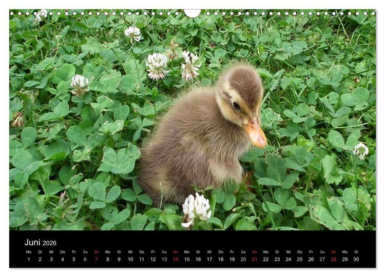 Produktbild: Laufentenk&uuml;ken - Sunny (Wandkalender 2026 DIN A3 quer), CALVENDO Monatskalender