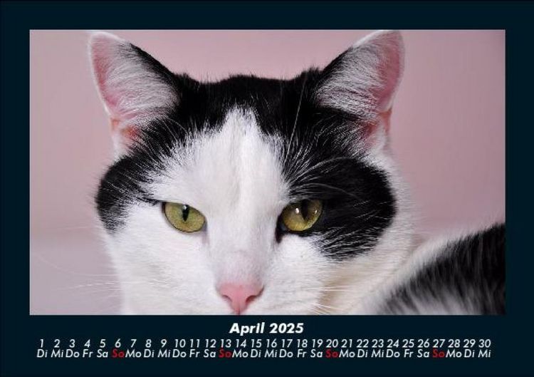 Produktbild: Katzen 2025 Fotokalender DIN A5
