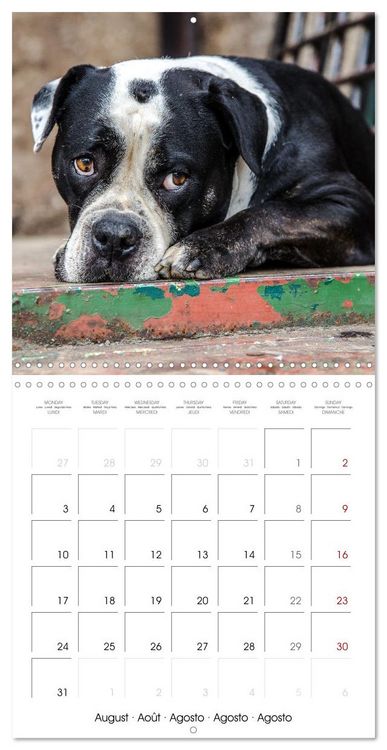 Produktbild: City dogs in the landscape park (Wall Calendar 2026 12 &times; 12 Inch) CALVENDO 12 Month Wall Calendar