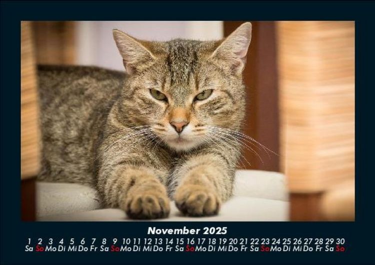 Produktbild: F&uuml;r Katzenfreunde 2025 Fotokalender DIN A5