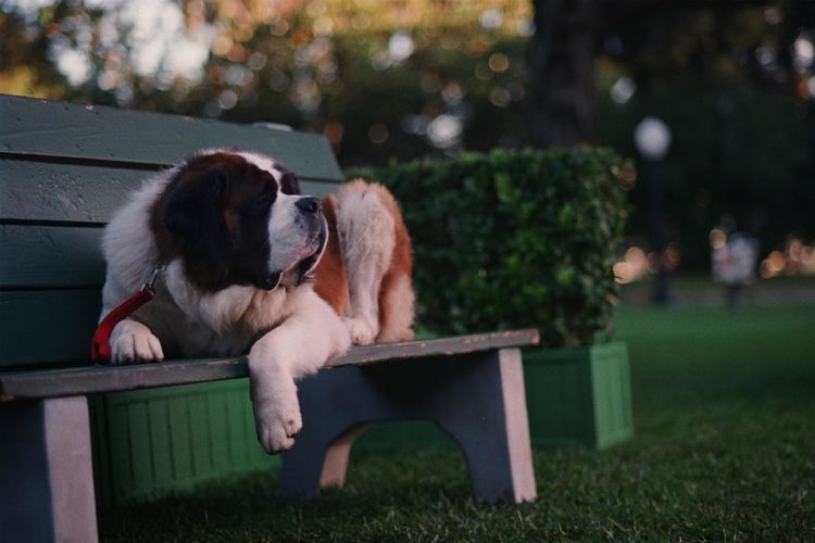 Produktbild: Ein Hund namens Beethoven - Komplettbox [8 DVDs]