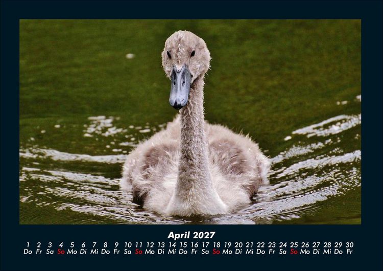 Produktbild: Enten 2027 Fotokalender DIN A4