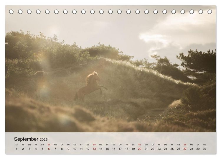Produktbild: Pferde 2026 Kraft und Anmut (Tischkalender 2026 DIN A5 quer), CALVENDO Monatskalender