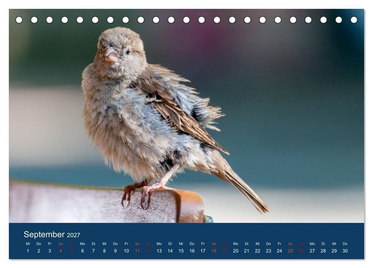 Produktbild: Spatzen-Kalender (Tischkalender 2027 DIN A5 quer), CALVENDO Monatskalender