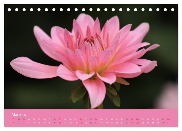 Produktbild: Dahlien (Tischkalender 2026 DIN A5 quer), CALVENDO Monatskalender