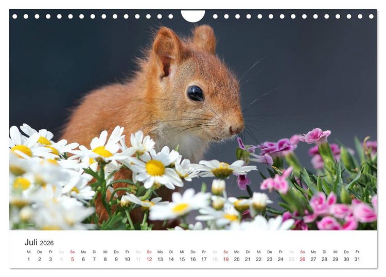 Produktbild: Eichh&ouml;rnchen Kinder (Wandkalender 2026 DIN A4 quer), CALVENDO Monatskalender