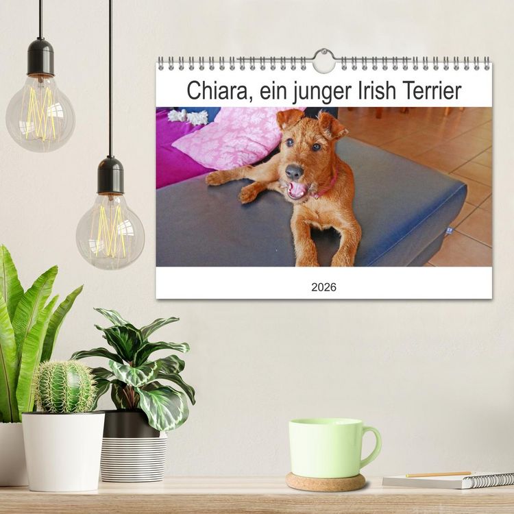 Produktbild: Chiara, ein junger Irish Terrier (Wandkalender 2026 DIN A4 quer), CALVENDO Monatskalender