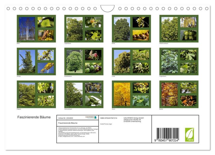 Produktbild: Faszinierende B&auml;ume (Wandkalender 2026 DIN A4 quer), CALVENDO Monatskalender