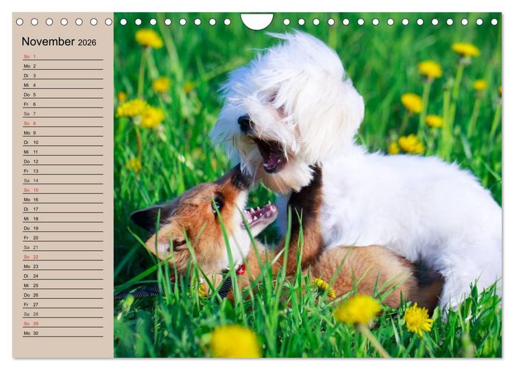 Produktbild: Der Fuchs. Bezaubernder Geselle (Wandkalender 2026 DIN A4 quer), CALVENDO Monatskalender